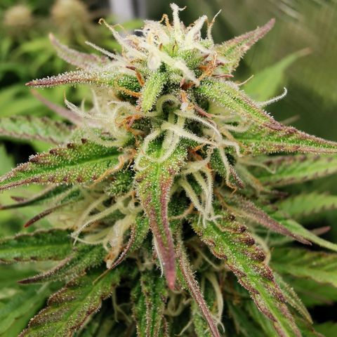 Robocrop growlog timeline photo