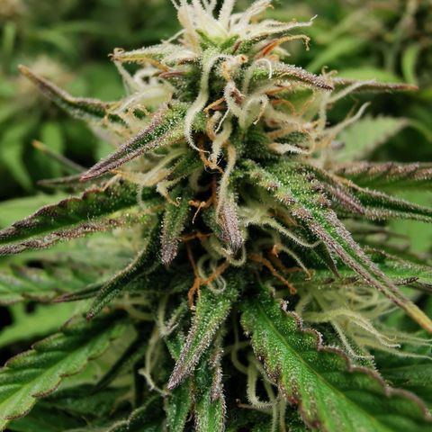 Robocrop growlog timeline photo