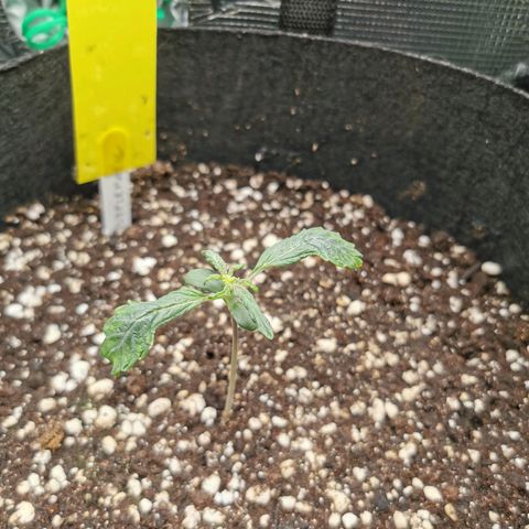 Purplematic CBD growlog timeline photo