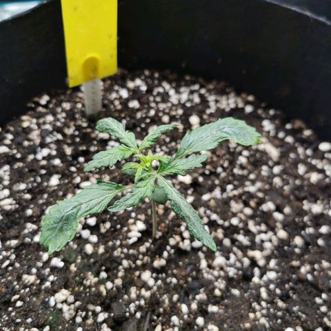 Purplematic CBD growlog timeline photo