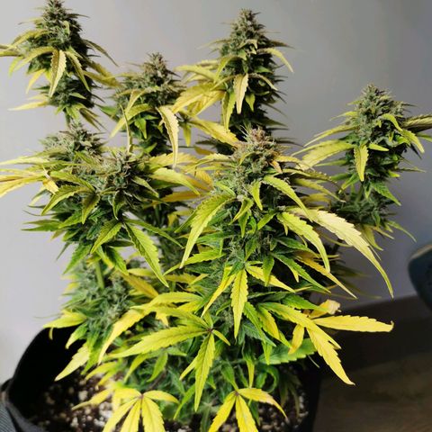 Solomatic  growlog timeline photo