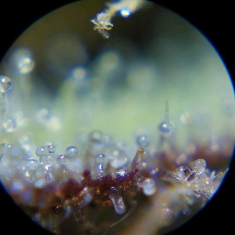 Robocrop growlog timeline photo