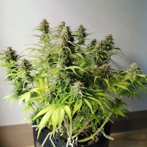 Robocrop growlog timeline photo