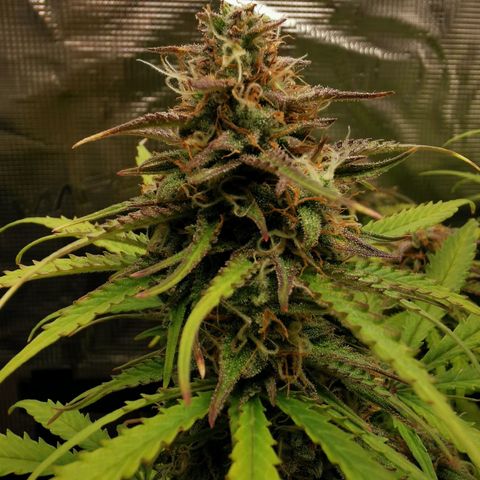 Robocrop growlog timeline photo