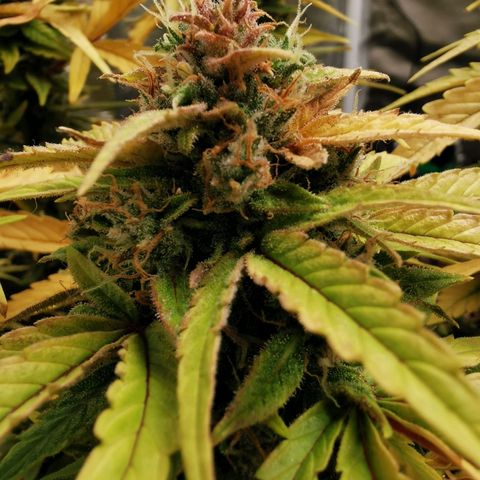 Solomatic  growlog timeline photo