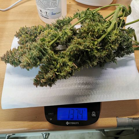 Solomatic  growlog timeline photo