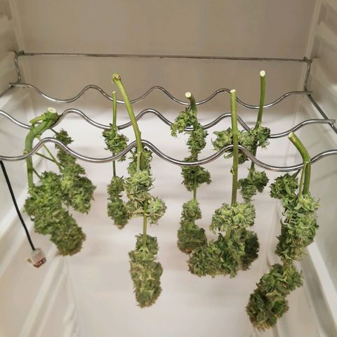 Solomatic  growlog timeline photo