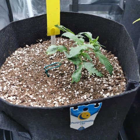 Purplematic CBD growlog photo: LST Started