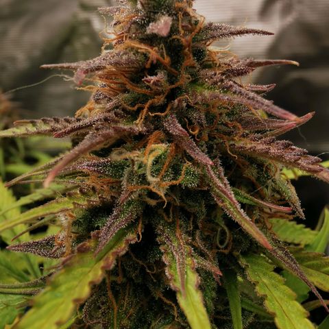 Robocrop growlog timeline photo