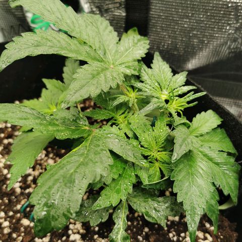 Purplematic CBD growlog timeline photo