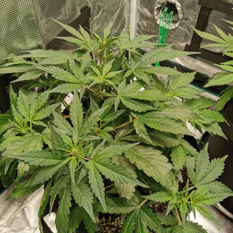 Purplematic CBD growlog timeline photo
