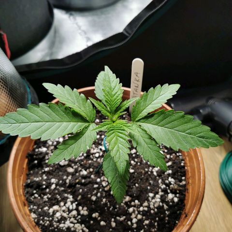 Tatanka CBD growlog timeline photo