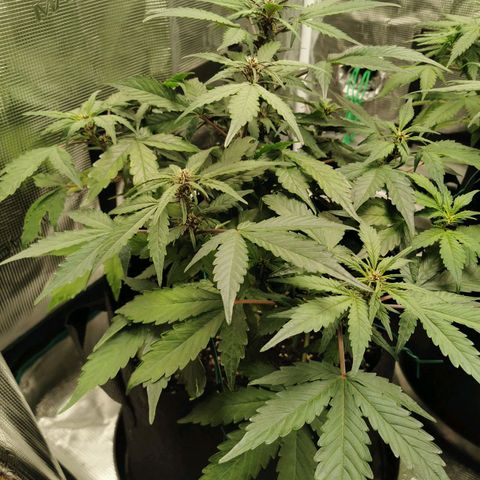 Purplematic CBD growlog timeline photo