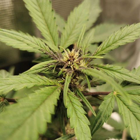 Purplematic CBD growlog timeline photo