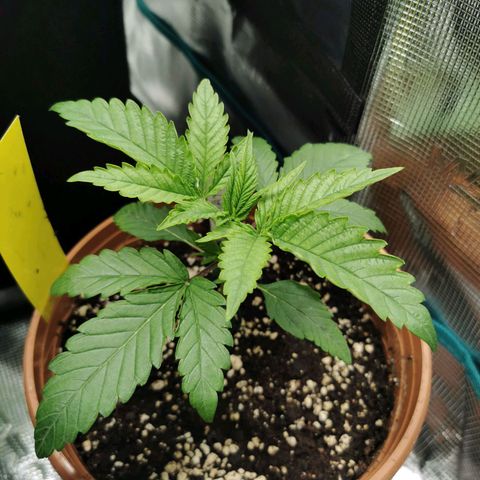 Tatanka CBD growlog timeline photo