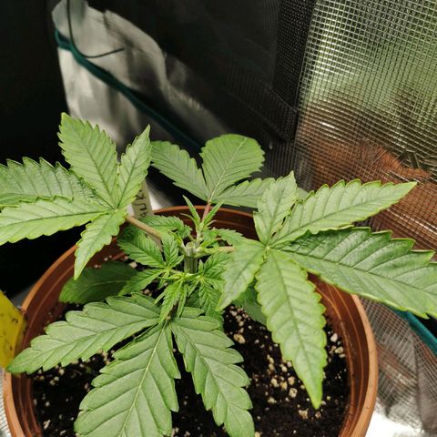 Tatanka CBD growlog photo: After topping 