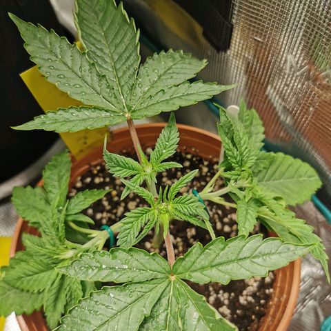 Tatanka CBD growlog timeline photo