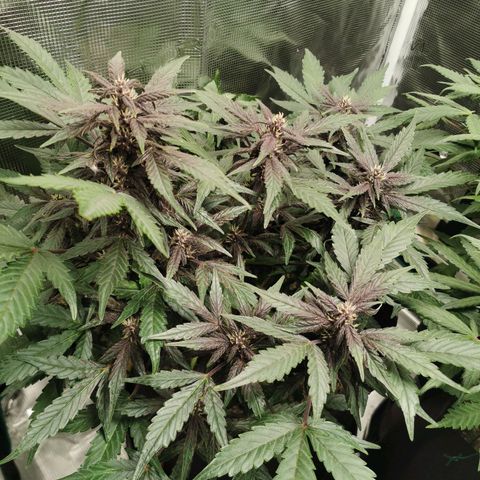 Purplematic CBD growlog timeline photo
