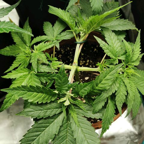 Tatanka CBD growlog timeline photo