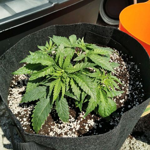 Tatanka CBD growlog timeline photo