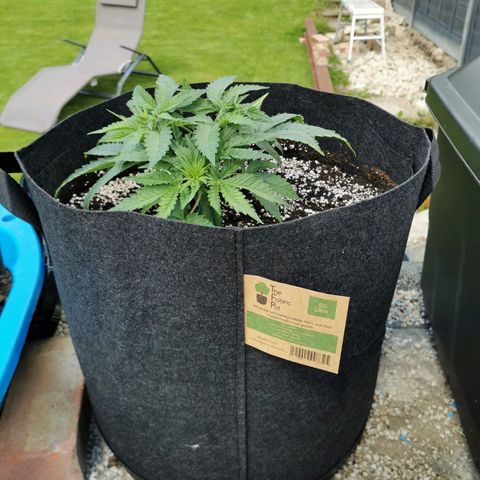 Tatanka CBD growlog timeline photo