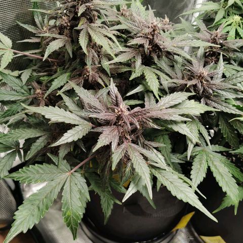 Purplematic CBD growlog timeline photo