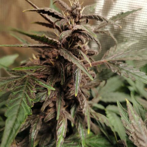 Purplematic CBD growlog timeline photo