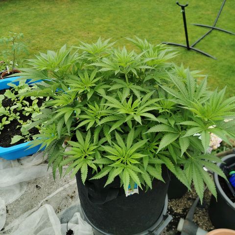 Tatanka CBD growlog timeline photo