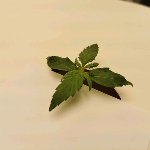 Tutankhamon growlog timeline photo
