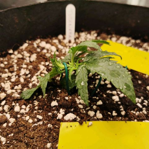 Tutankhamon growlog timeline photo