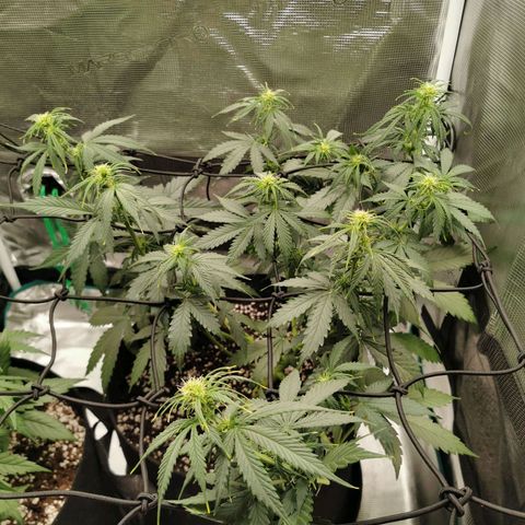 Tutankhamon growlog timeline photo