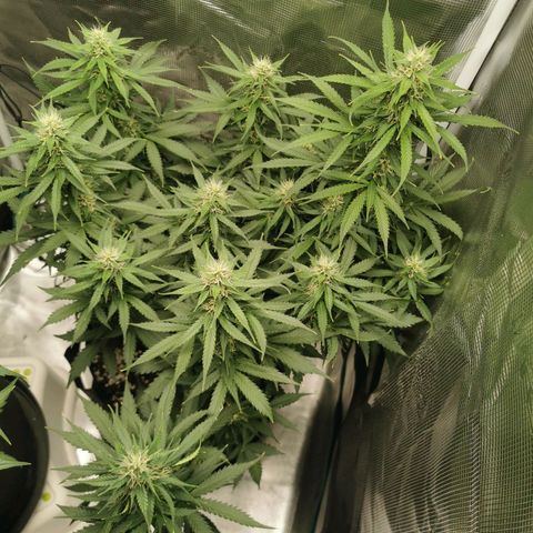 Tutankhamon growlog timeline photo