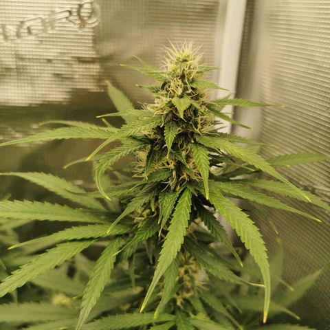 Tutankhamon growlog timeline photo