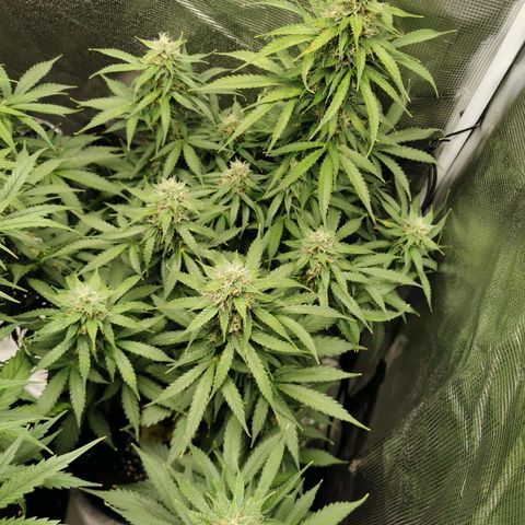 Tutankhamon growlog timeline photo
