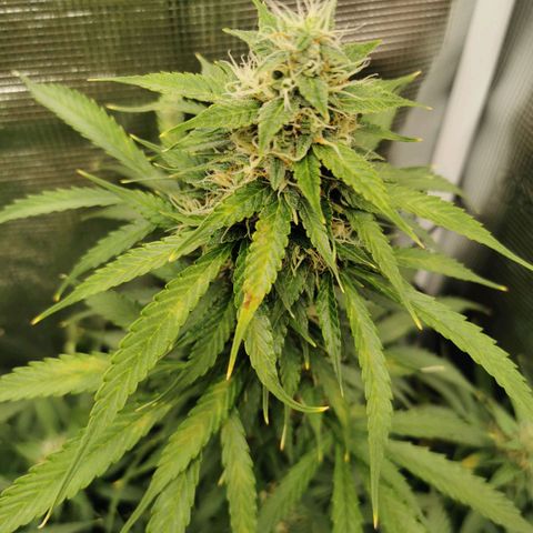 Tutankhamon growlog timeline photo