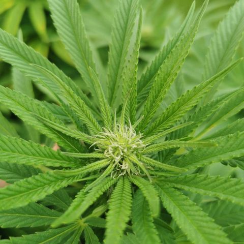 Tatanka CBD growlog timeline photo