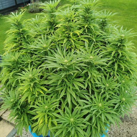 Tatanka CBD growlog timeline photo