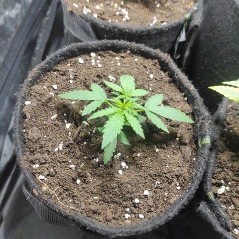 Santa Marta Haze Autoflower growlog timeline photo