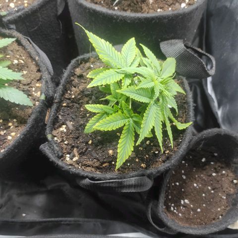 BCN Critical XXL growlog timeline photo