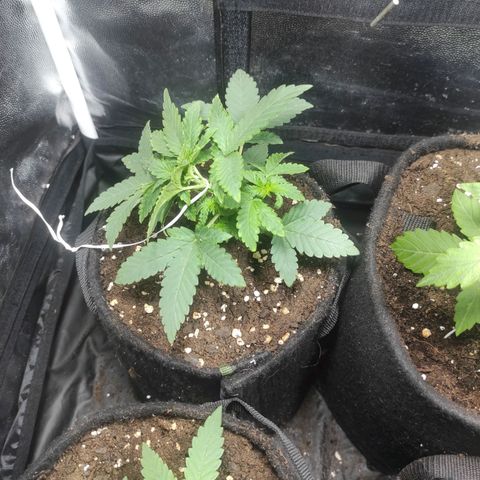 Santa Marta Haze Autoflower growlog timeline photo