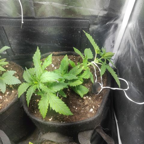 Northern Lights Autoflower growlog timeline photo