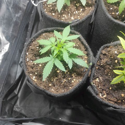 Santa Marta Haze Autoflower growlog photo: Sigue siendo la peque del jardín, aún no es buen momento para entrenar