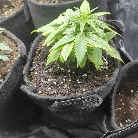 BCN Critical XXL growlog timeline photo