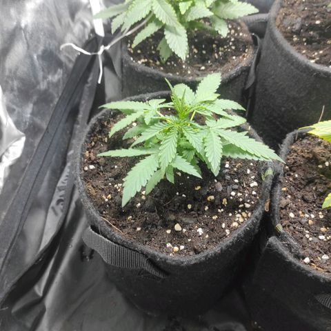 Santa Marta Haze Autoflower growlog timeline photo