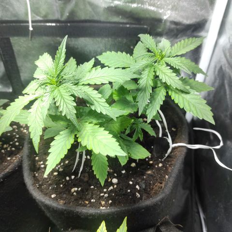 Northern Lights Autoflower growlog timeline photo