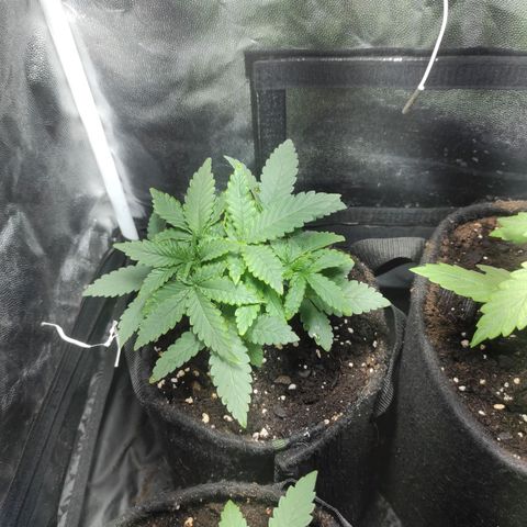 Santa Marta Haze Autoflower growlog timeline photo