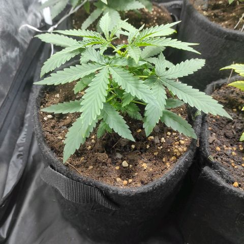 Santa Marta Haze Autoflower growlog timeline photo