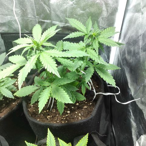 Northern Lights Autoflower growlog timeline photo