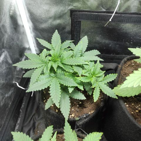 Santa Marta Haze Autoflower growlog timeline photo