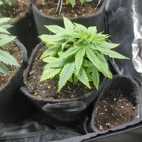 BCN Critical XXL growlog timeline photo